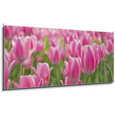 Obraz 1D panorama - 120 x 50 cm - tulipán flowerbed bortit se – Zboží Mobilmania