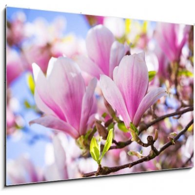 Obraz 1D - 100 x 70 cm - Beautiful blossoming magnolia tree in the spring time Krásný kvetoucí magnolia v jarním období – Zboží Mobilmania