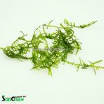 Vesicularia reticulata Erect moss – Zboží Dáma