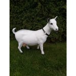 Koza 50 cm černý obojek – HobbyKompas.cz