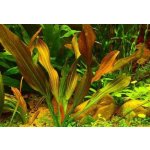 Echinodorus Osiris – Zboží Dáma