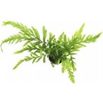 Bolbitis heudelotii - Bulvovka vodní – Zbozi.Blesk.cz