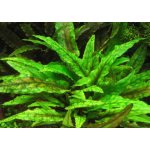 Cryptocoryne wendtii - Kryptokoryna Wendtova – HobbyKompas.cz