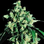 Sensi Seeds Super Skunk semena neobsahují THC 3 ks – Zboží Dáma