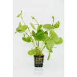 Hydrocotyle leucocephala – Zboží Dáma