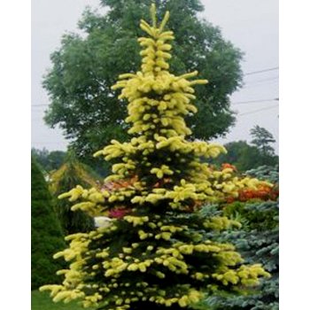Picea pungens 'Maigold' - smrk pichlavý žlutolistý