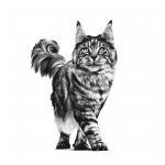 Royal Canin Veterinary Health Nutrition Adult Cat Calm Poultry 2 kg – Zboží Mobilmania