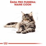 Royal Canin Mainecoon 12 x 85 g – Sleviste.cz