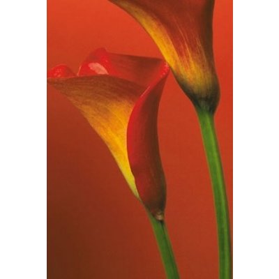 Plakát - Red Calla Lillies – Zboží Dáma