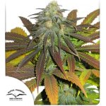 Dutch Passion Californian Orange semena neobsahují THC 5 ks – Hledejceny.cz