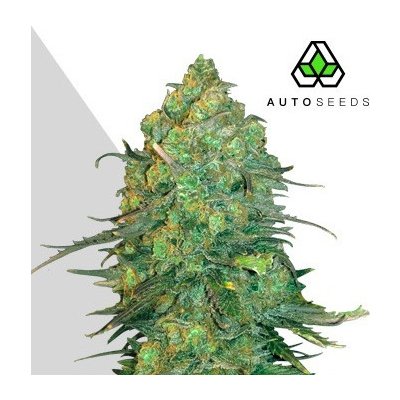 Auto SeedsDurban Poison Auto semena neobsahují THC 5 ks – Hledejceny.cz