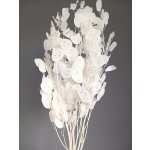 Stabilizovaná lunárie bělená, svazek 50g – Zboží Mobilmania