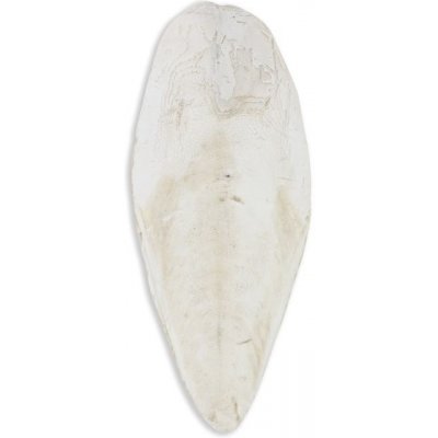 Akinu Sépiová kost 20-25 cm 1 kg – Zboží Mobilmania