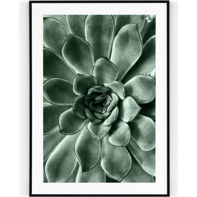 Plakát / Obraz Kaktusový květ 30 x 40 cm Tiskové plátno Bez okraje – Hledejceny.cz