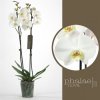 Květina Orchidej Můrovec, Phalaenopsis York, 2 výhony, bílá