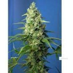 Sweet Seeds Honey Peach AUTO CBD semena neobsahují THC 5 ks – Hledejceny.cz