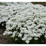 Iberis sem. 'LTD Whistler White Compact' Velikost hrnku: 10,5 zel – Zboží Mobilmania