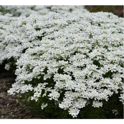 Iberis sem. 'LTD Whistler White Compact' Velikost hrnku: 10,5 zel – Zboží Mobilmania