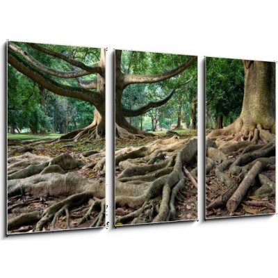 Obraz 3D třídílný - 90 x 50 cm - Primeval rainforest in Kandy, Sri Lanka Pralesní deštný prales v Kandy na Srí Lance