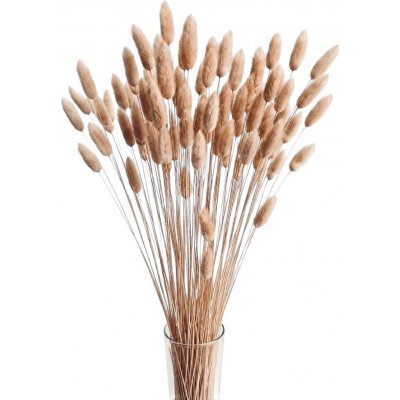 Sušený lagurus (králičí ocásek) přírodní 45g – Sleviste.cz