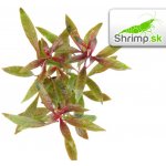 Ludwigia glandulosa - Zakucelka žláznatá – Hledejceny.cz