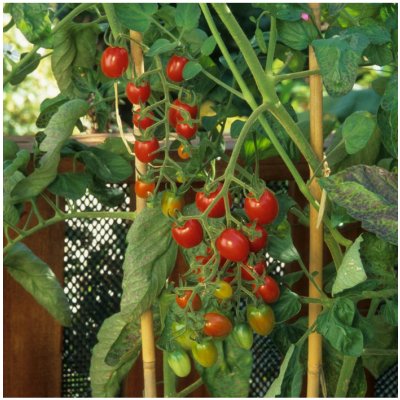 Rajče Sweetie - Solanum lycopersicum - semena rajčete - 6 ks