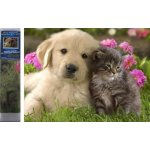 Norimpex Diamantové malování Kamarádi v košíku 30 x 40 cm – Sleviste.cz