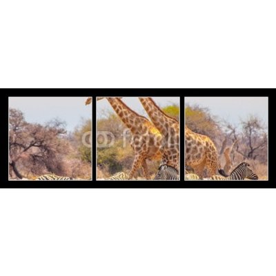 Obraz 3D třídílný - 150 x 50 cm - Giraffes and zebras at waterhole Žirafy a zebry u napajedla – Zbozi.Blesk.cz