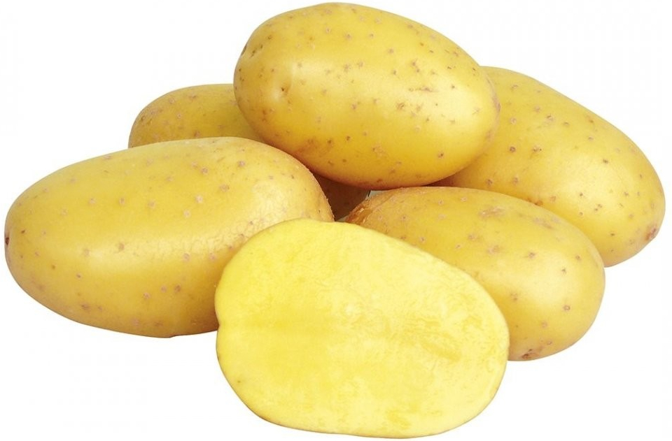 Sadba brambor ANTONIA (balení 5kg)