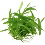 Helanthium quadricostatus – Sleviste.cz