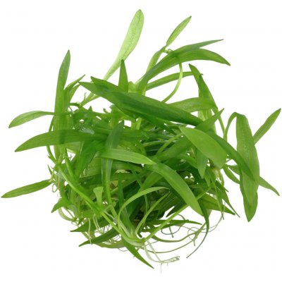 Helanthium quadricostatus – Sleviste.cz