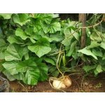 JICAMA – YAM BEAN (Pachyrhizus erosus) – ZDRAVÍ Z MEXIKA /10 SEMEN/ – Hledejceny.cz