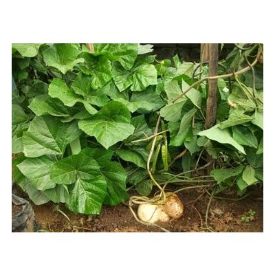 JICAMA – YAM BEAN (Pachyrhizus erosus) – ZDRAVÍ Z MEXIKA /10 SEMEN/ – Hledejceny.cz