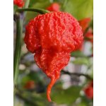 Semena Carolina Reaper HP22B – Zboží Dáma