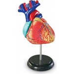 Montessori Anatomický model srdce – Zboží Dáma
