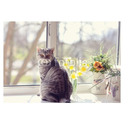 WEBLUX 44792547 Fototapeta papír cat sitting on the windowsill in the flowers on the background o kočka sedí na parapetu v květech na pozadí o rozměry 184 x 128 cm