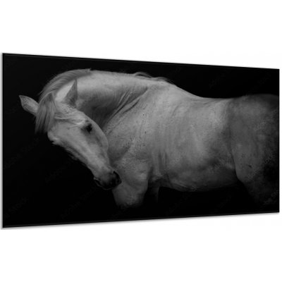 Obraz skleněný bílý kůň bez ohlávky - 30 x 60 cm