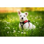 Vsepropejska Vrony sportovní kšíry pro psa – Zboží Dáma