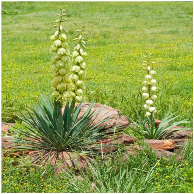 Juka glauca - yucca glauca - semena juky - 5 ks