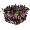 Osivo a semínko Microgreens Ředkev červená Red Sango na microgreens, 50 g