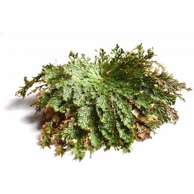 Růže z Jericha – Sleviste.cz