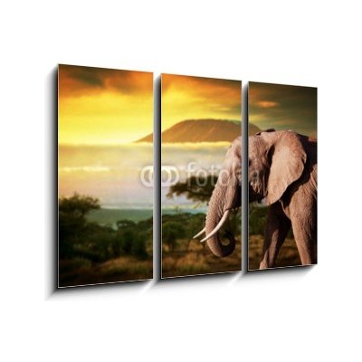 Obraz 3D třídílný - 105 x 70 cm - Elephant on savanna. Mount Kilimanjaro at sunset. Safari Slon na savaně. Mount Kilimanjaro při západu slunce. Safari – Zbozi.Blesk.cz