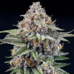 Ripper Seeds EyeBallz semena neobsahují THC 1 ks – Zboží Dáma