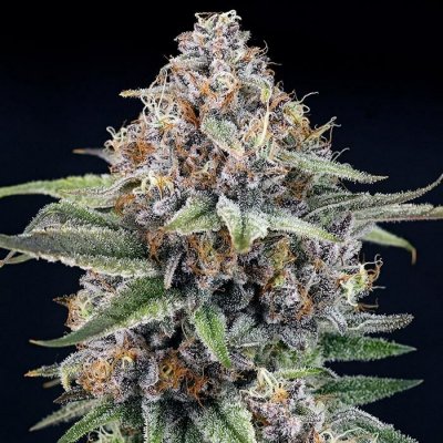 Ripper Seeds EyeBallz semena neobsahují THC 1 ks – Zboží Dáma