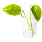 Gardners Epipremnum Aureum - řízek k zakořenění Šplhavník, Šplhavnice zlatá – Zboží Dáma