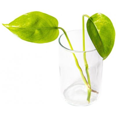 Gardners Epipremnum Aureum - řízek k zakořenění Šplhavník, Šplhavnice zlatá – Zboží Dáma