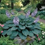 Bohyška 'Canadian Blue' 1 ks – Sleviste.cz