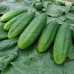 Okurka nakládačka jemnoostná Mira F1 Cucumis sativus semena okurky 35 ks – Zboží Dáma