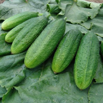 Okurka nakládačka jemnoostná Mira F1 Cucumis sativus semena okurky 35 ks – Zboží Dáma
