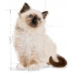 Royal Canin Kitten Instinctive Loaf 24 x 85 g – Hledejceny.cz